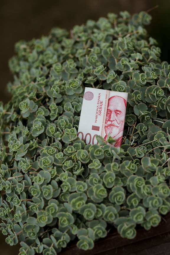 сръбски динар, Сърбия, банкноти, зелени листа, пари, книжни пари, пари, билка