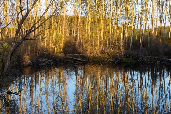 Calm pond in swamp in autumn season