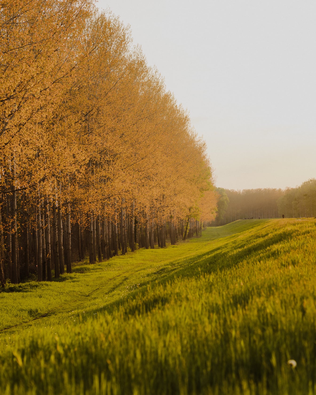 Prairie herbeuse avec forêt en automne