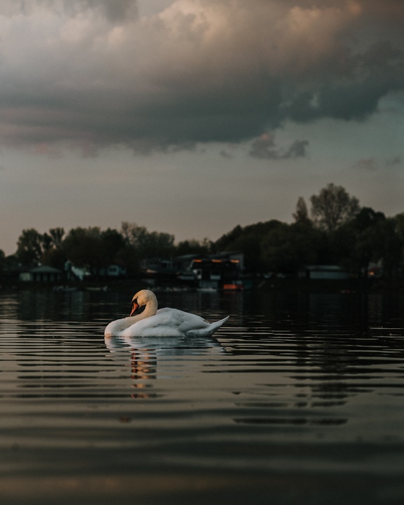 Majestic white swan swimming on water in dusk with storm clouds