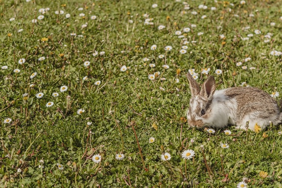 可爱, 微型, 兔子, 宠物, 放牧, 兔子, 草, 棕色