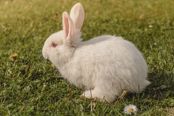 Adorable albino white rabbit on grass