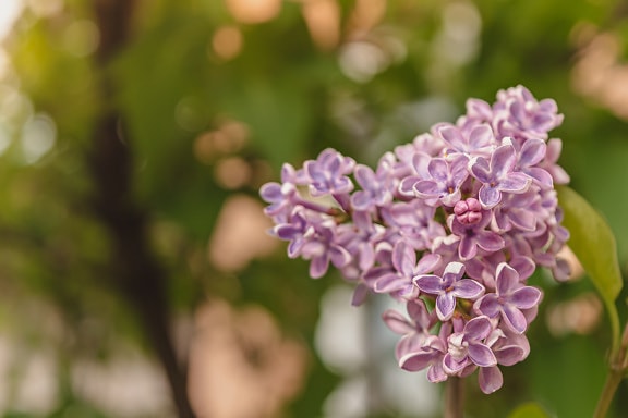 Beautiful pink lilac flower cluster blooming