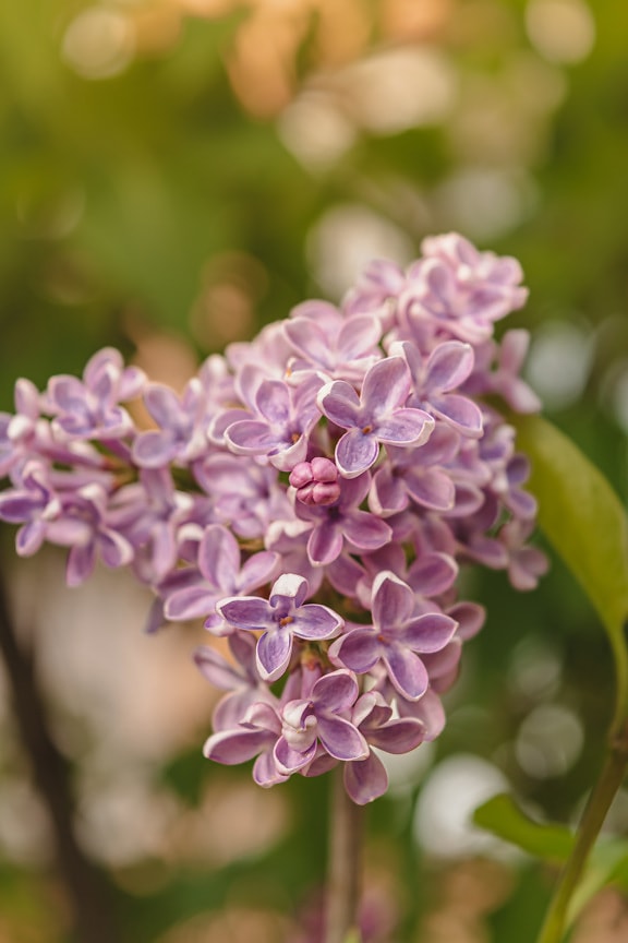 Bright pinkish lilac flowers close-up in spring time