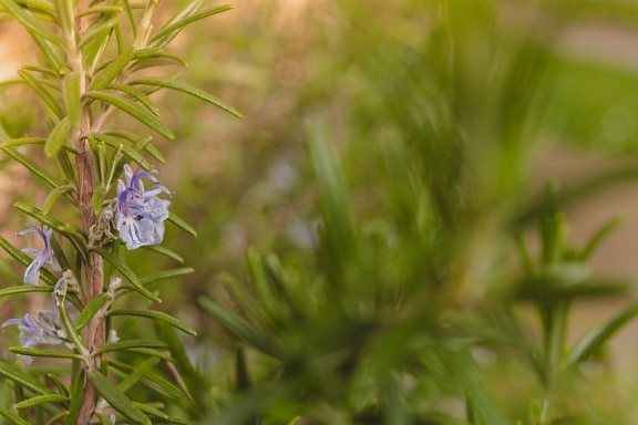 Blue rosemary wildflower on branchlet in spring time