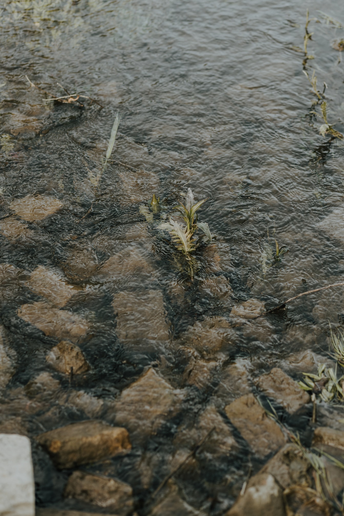Gamla tegelstenar under vattnet, förorening av flodvatten