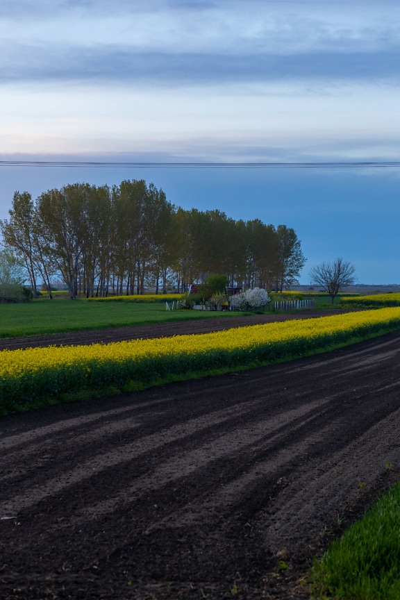 Rapeseed flat field in evening with farmhouse in distance