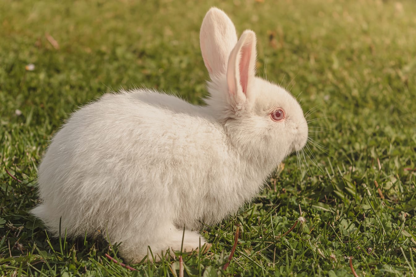 White albino bunny with pinkish eyes grazing on grass