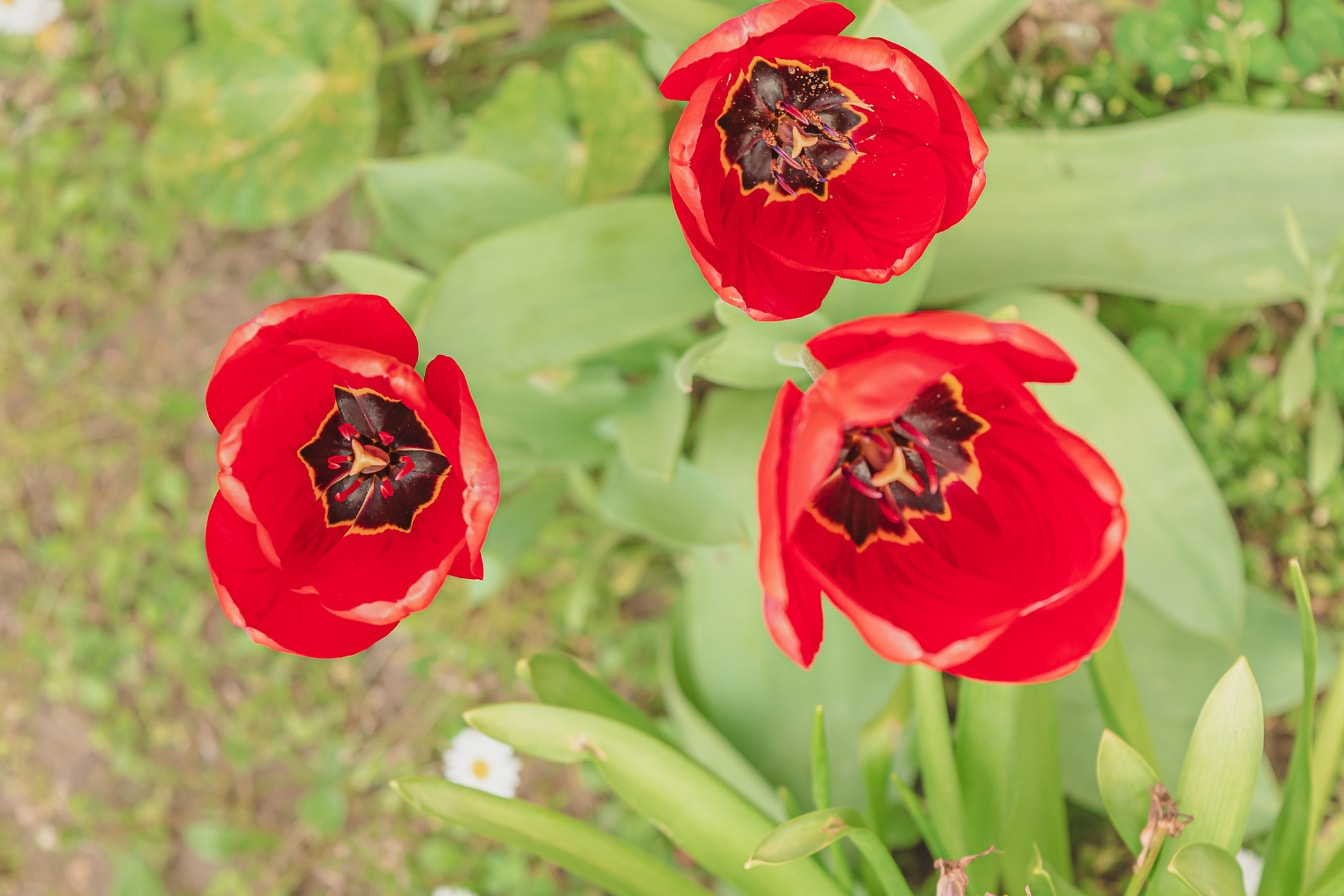 Det knallrøde tulipaner i hagen