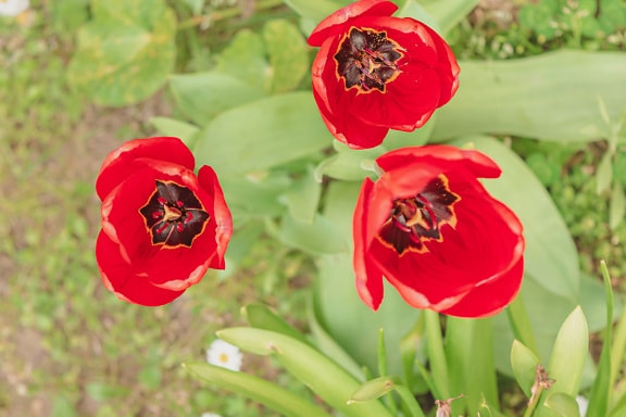 There bright red tulips in garden