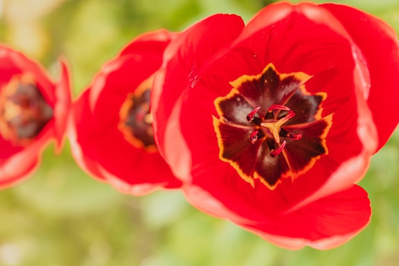Bright reddish tulip flowers with pistil close-up