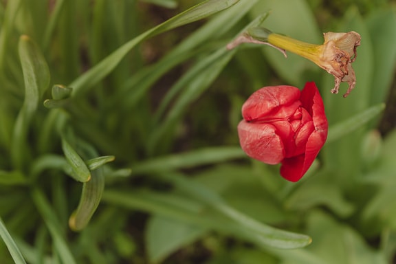 Bright red tulip flower bud in green leaves