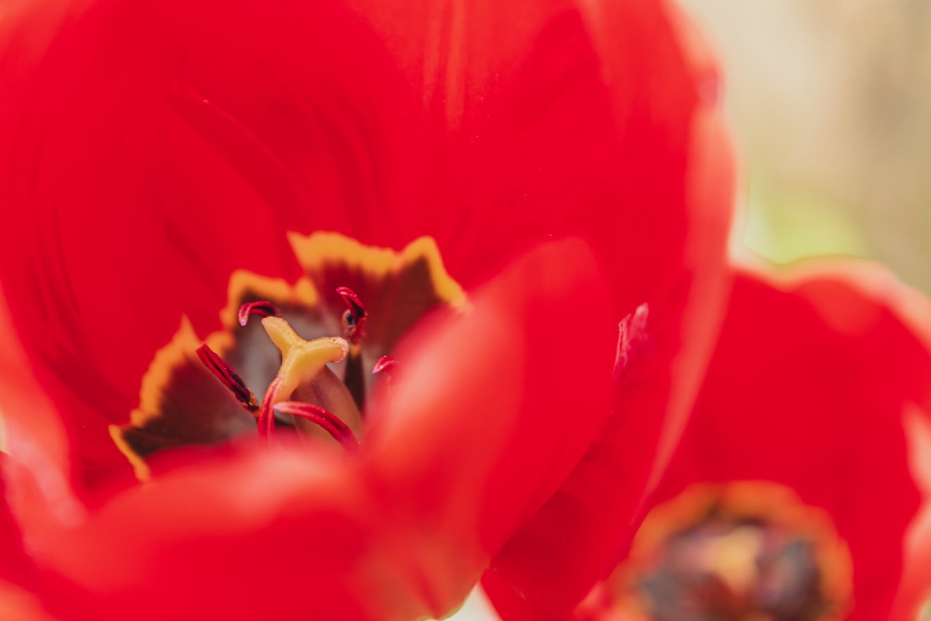 Macro photography of red tulip flower with pistil