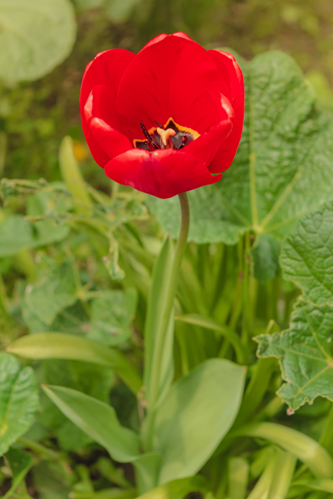 Krásny červenkastý tulipánový kvet so stonkou v zelených listoch
