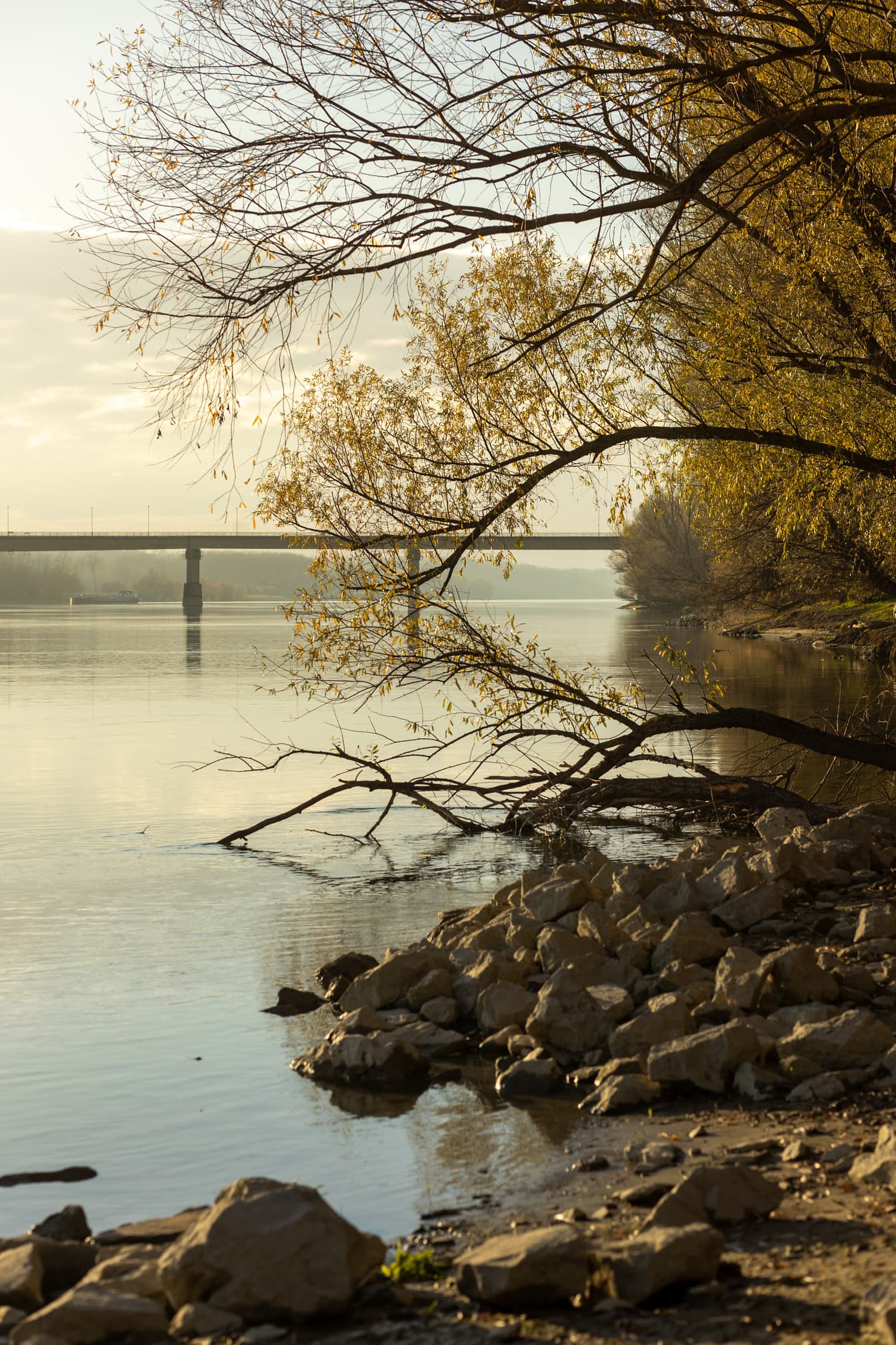 Trädgrenar på Donaus flodstrand