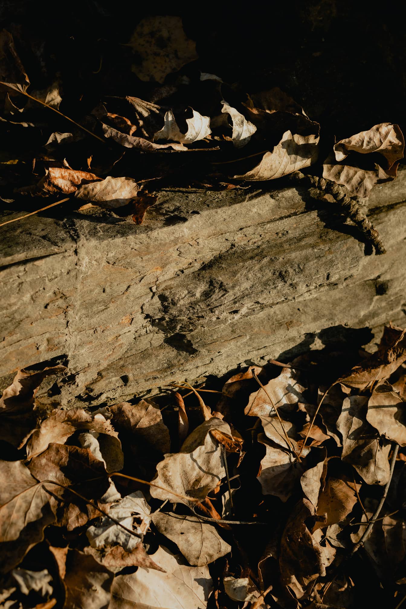 干燥的秋叶在阴影下的花岗岩岩石上
