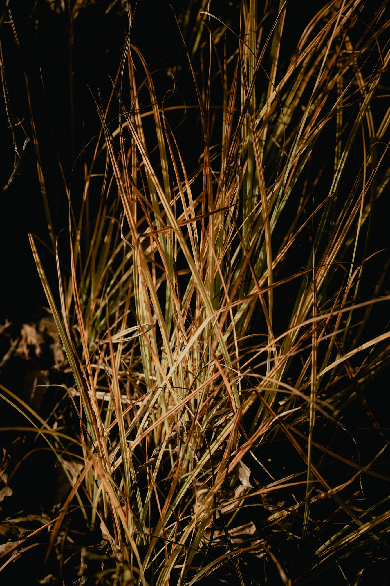 Длинная сухая желтовато-коричневая трава в тени