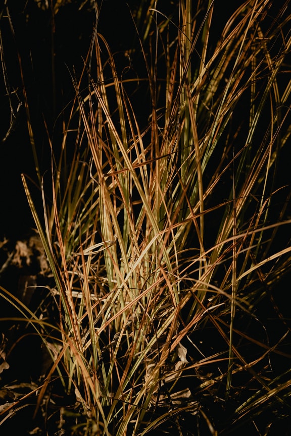 Long dry yellowish brown grass in shadow