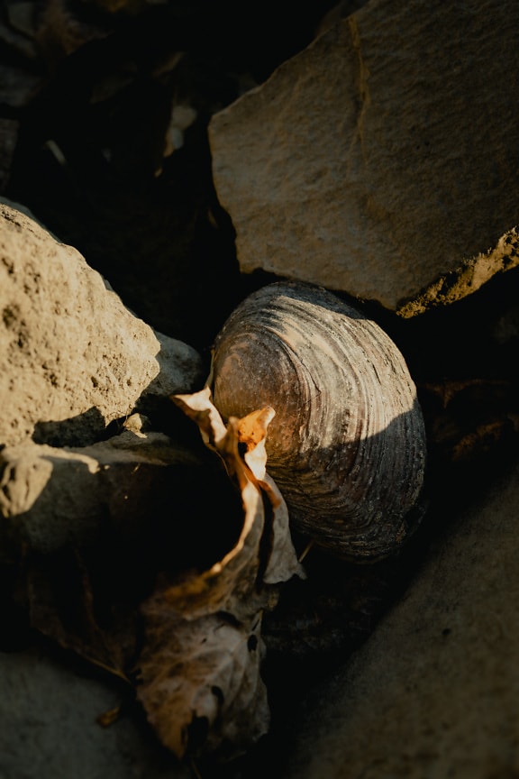 Saltwater mussel shell on dry rocks summer season