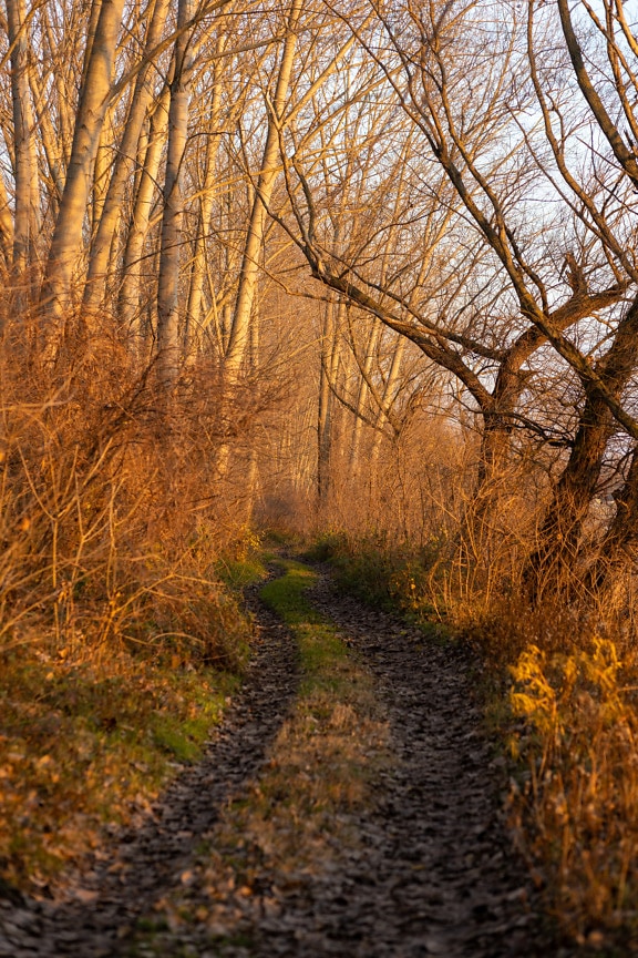 Лесная дорога в тополином лесу в октябрьском осеннем сезоне