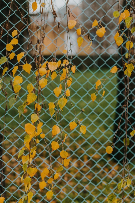 Yellowish birch leaves on branches with fence backround