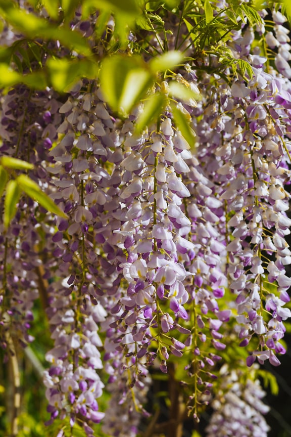 Lilás virágok lógnak az ágakon Kínai wisteria gyógynövény (Wisteria sinensis)