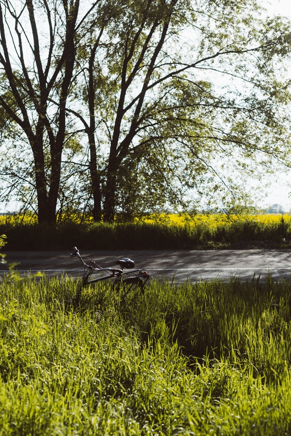 Black classic bicycle in tall grass by asphalt road