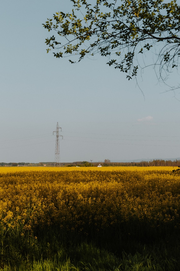 Rapeseed agricultural flat field in autumn season afternoon