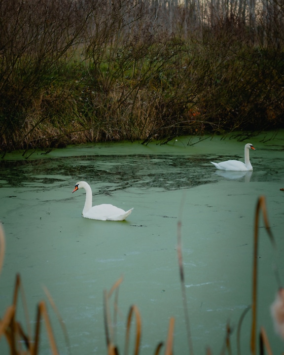 Swan birdss swimming in green water with aquatic plants