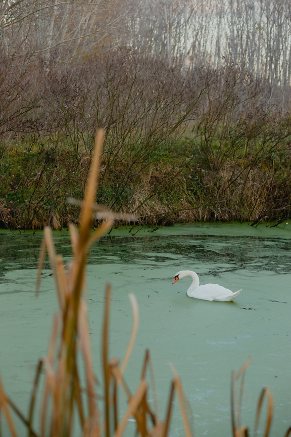 Young swan in channel with aquatic plants