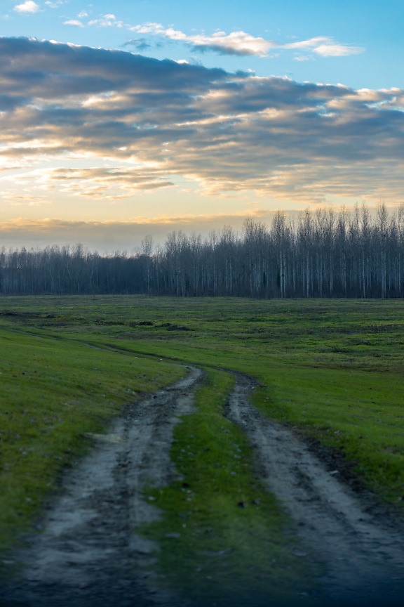 Dirt road in green field with forest in background