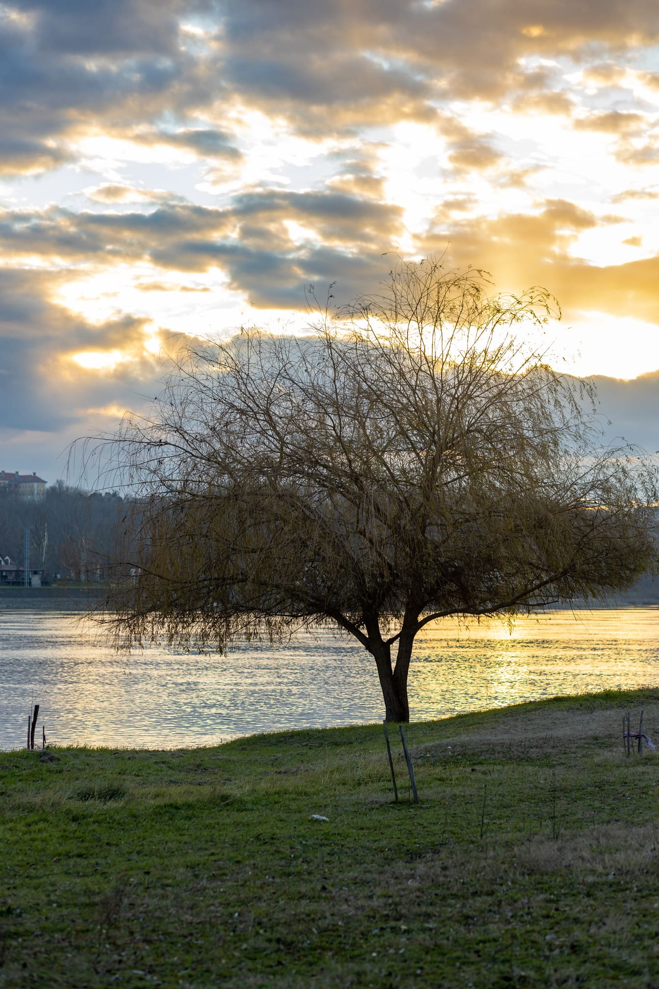 Pilträd på Donaus flodstrand i solnedgång