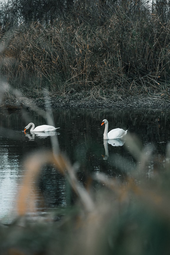 Păsări lebădă înotând în canal cu iarbă înaltă pe malul râului