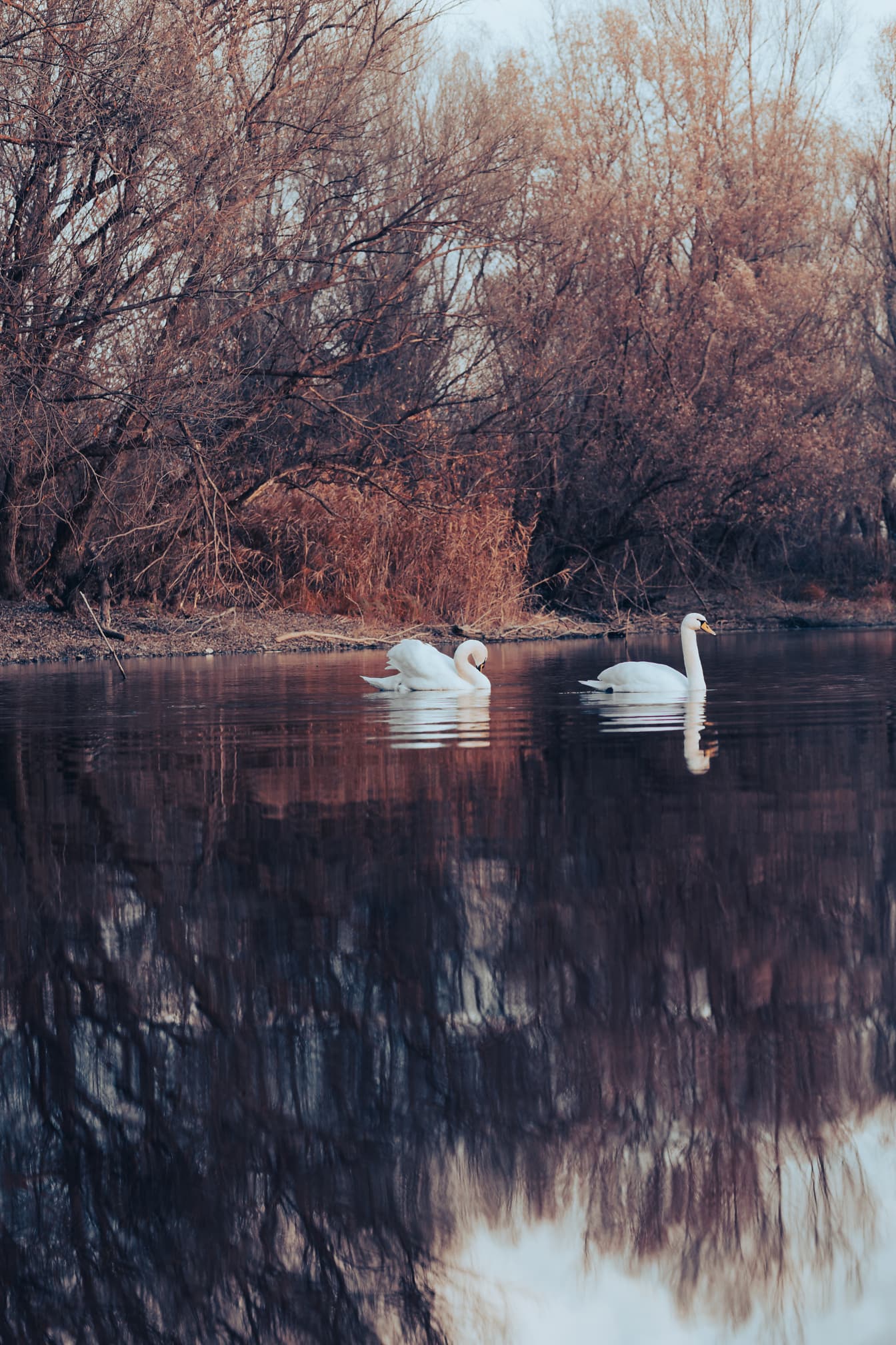 Majestic swan birds swimming by riverbank in autumn