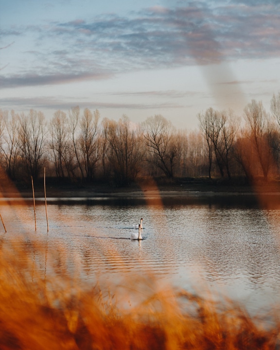 Swan birds swimming on Danube river in autumn season