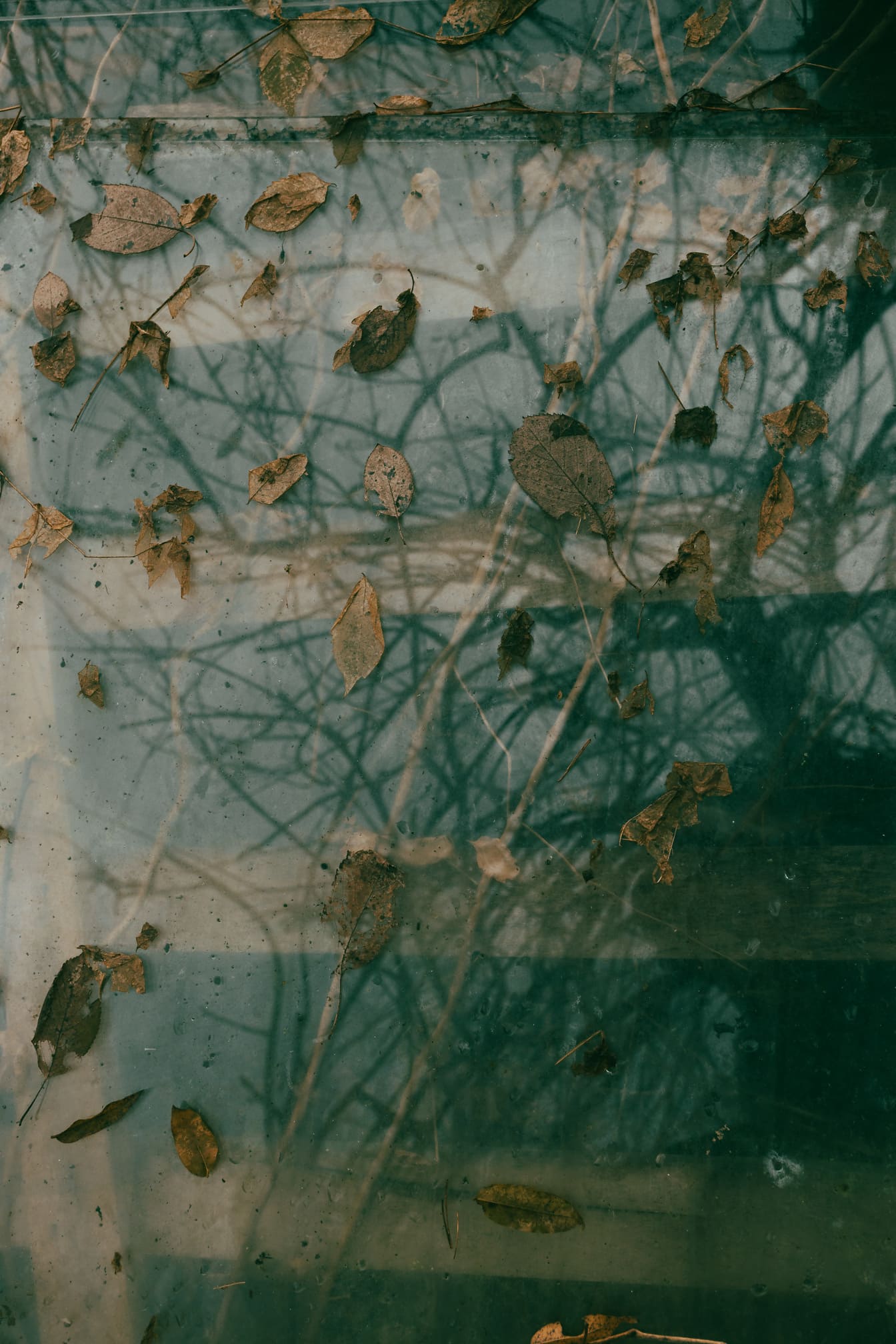 Textura veche de sticlă transparentă murdară cu frunze uscate