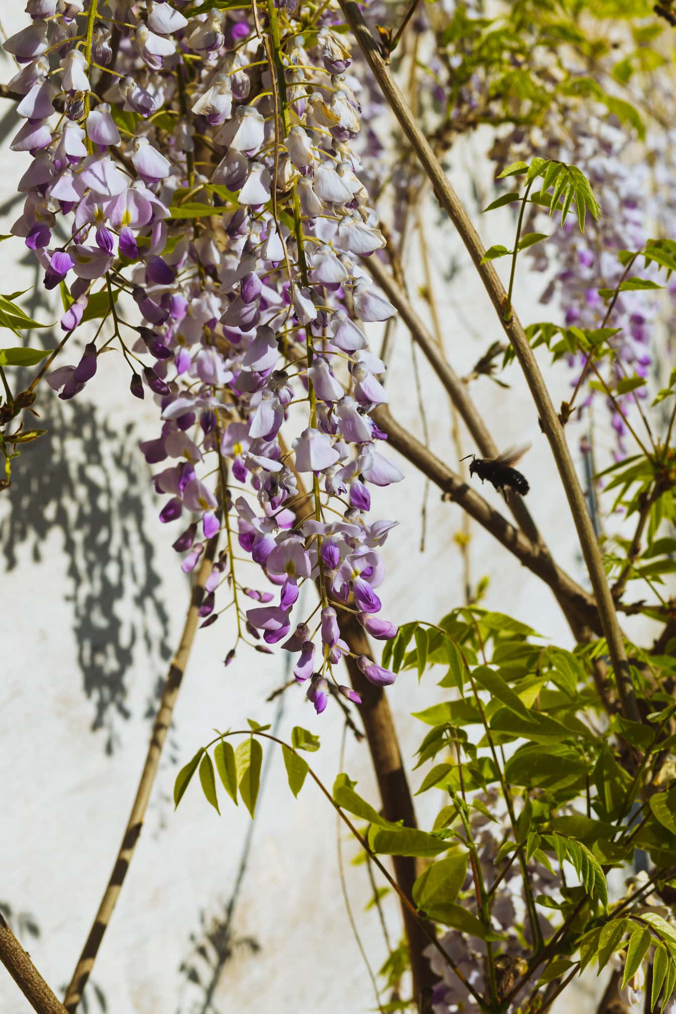 Humla med lila blommor Kinesiskt blåregnsträd (Wisteria sinensis)
