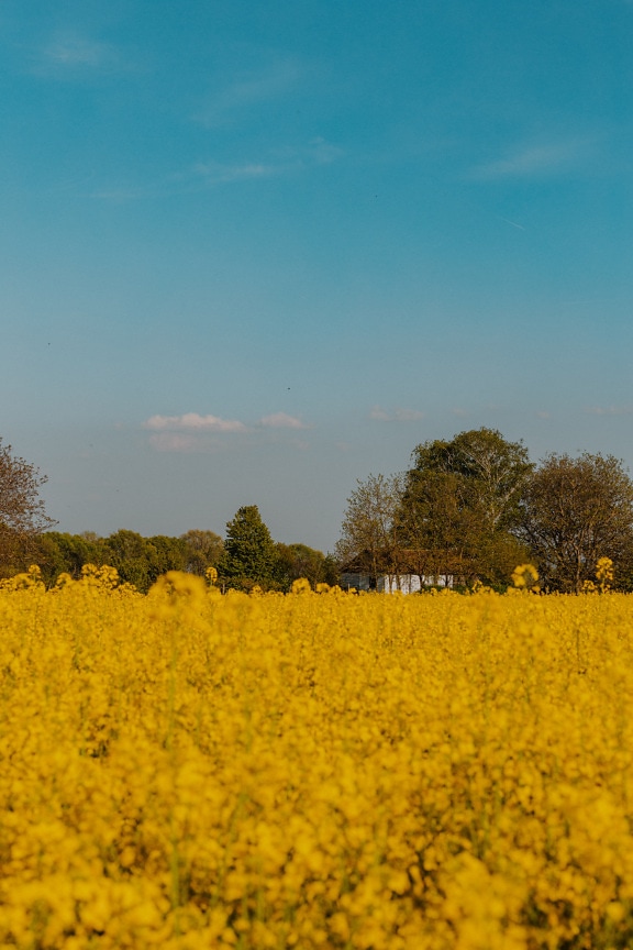 Rural farmhouse in background with rapeseed field in foreground