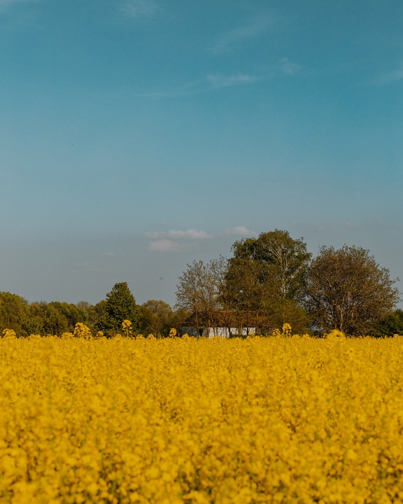 Rural farmhouse in background with rapeseed in foreground