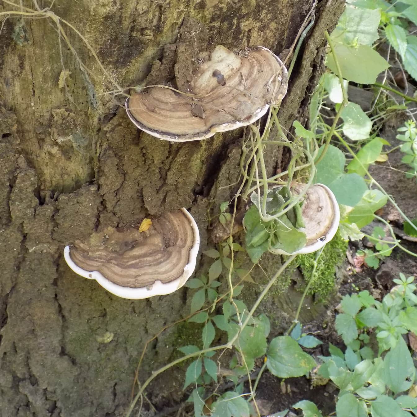 Cogumelos Ganoderma applanatum na casca do tronco da árvore com erva daninha
