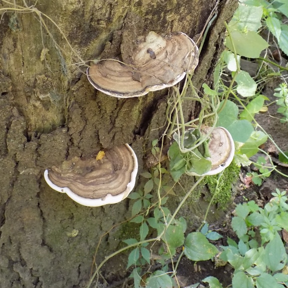 Ganoderma applanatum mushrooms on tree trunk bark with weed herb