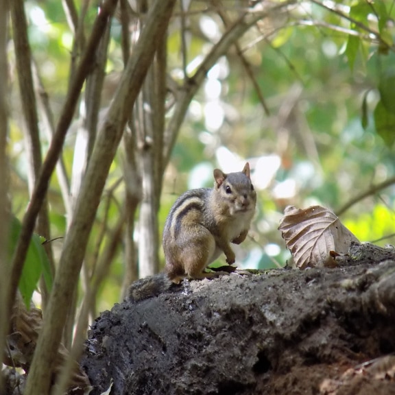 træ egern, lille, dyr, dyreliv, vilde, nysgerrig, egern, brun