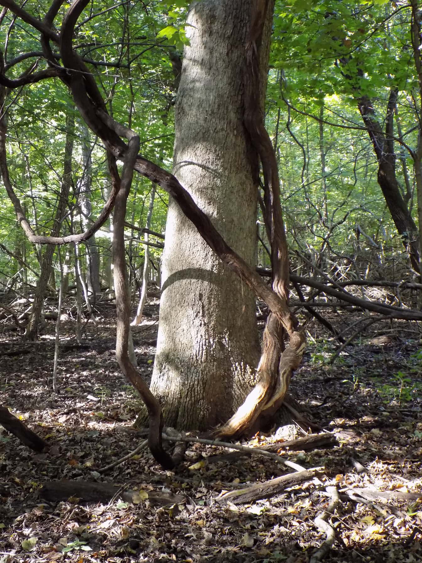Batang pohon besar di hutan hijau tua