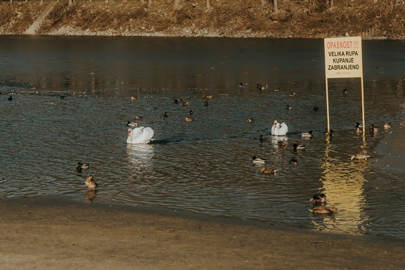 Flock of ducks and swan birds swimming in lake by sign
