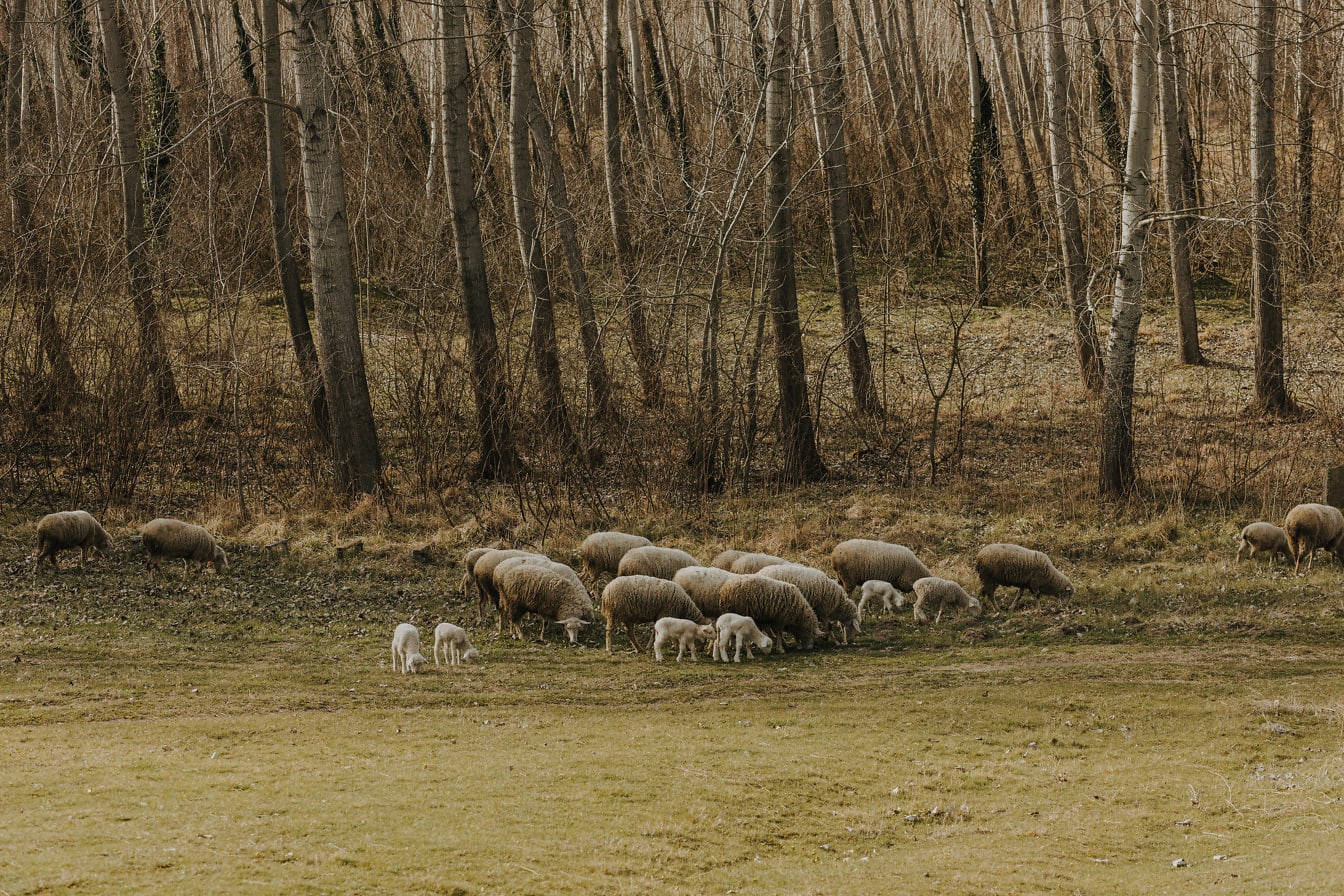 Des moutons avec des agneaux qui paissent dans la campagne