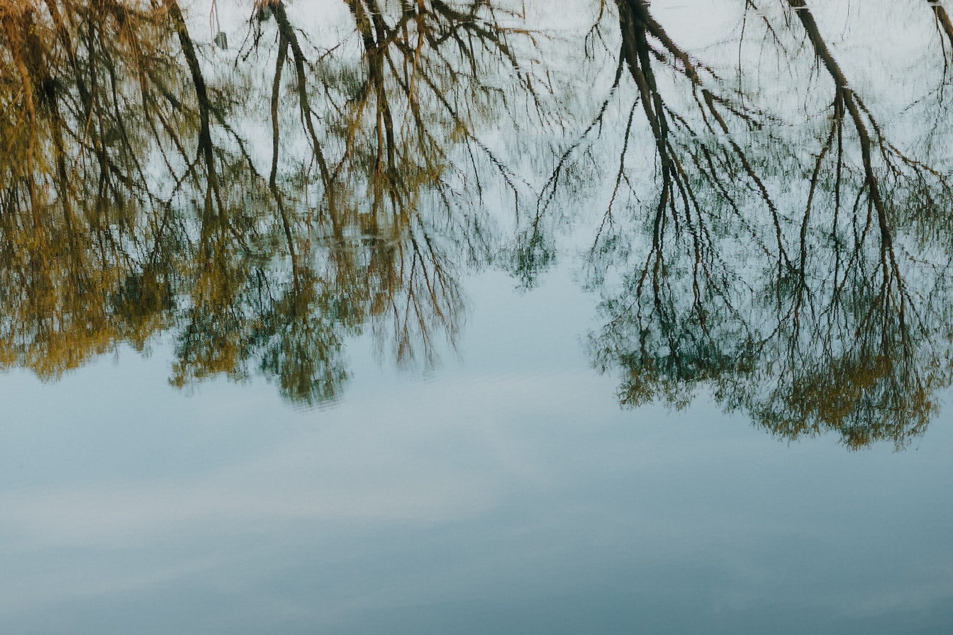 Réflexion des arbres sur la surface de l’eau calme
