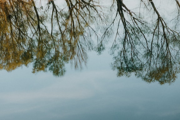 Reflejo de los árboles en la superficie del agua en calma