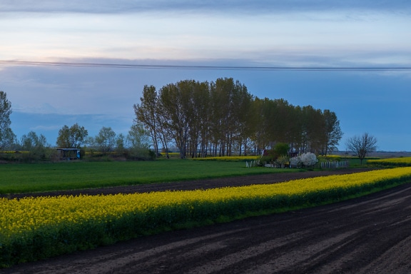 Rapeseed agricultural flat field in dusk