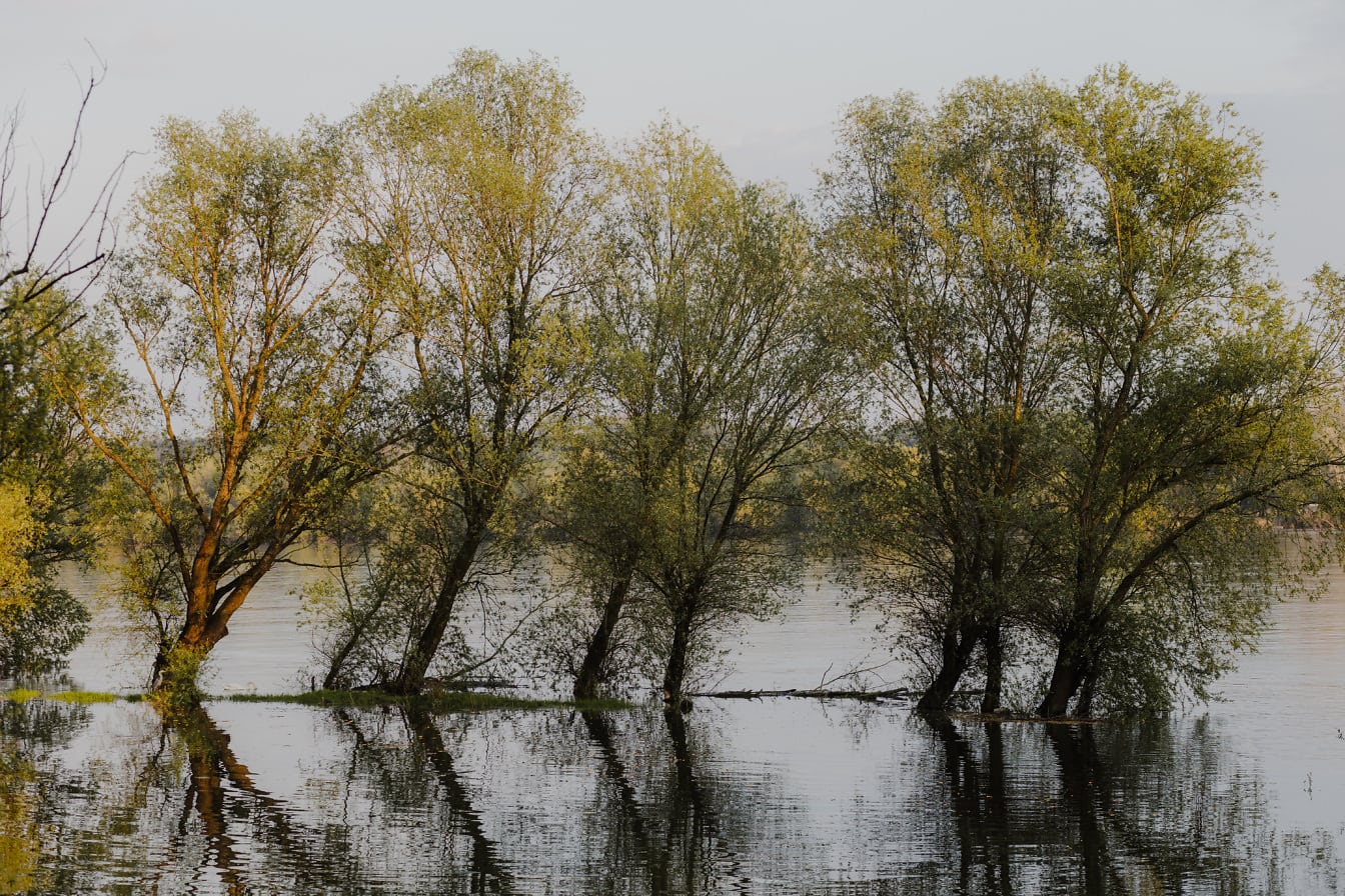 Stromy zaplavené na brehu rieky v záplavovej oblasti