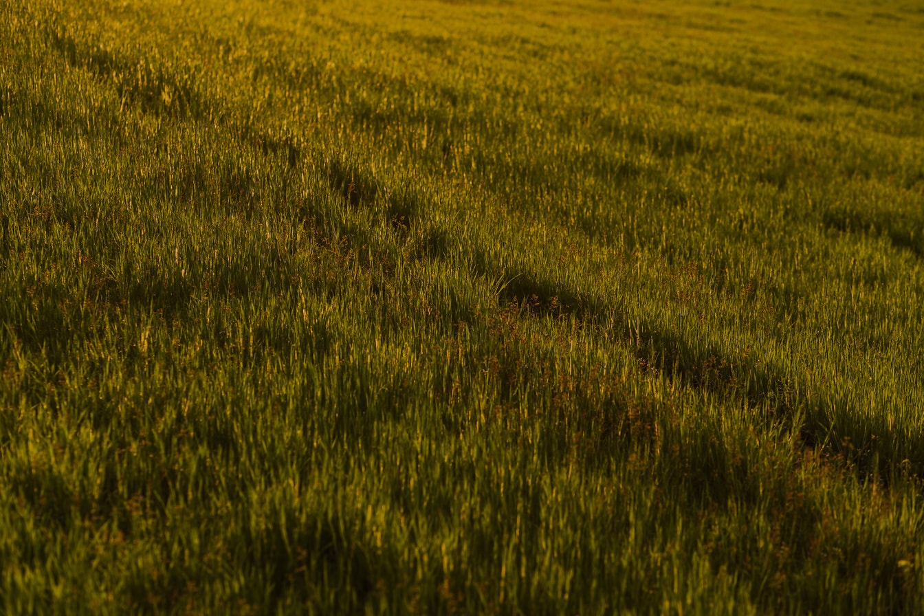 Tanaman rumput kuning kehijauan di padang rumput hari yang cerah